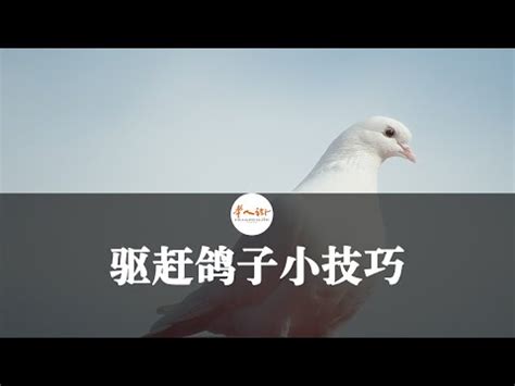 如何趕走鳥巢|【鳥 築巢 趕走】鳥兒霸佔我家築巢？超神「驅鳥奇招。